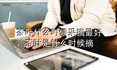 茶叶什么时候采摘最好,茶叶是什么时候摘